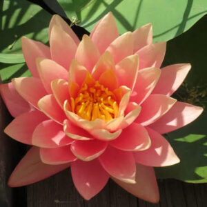 Photo de Profil de Myriam