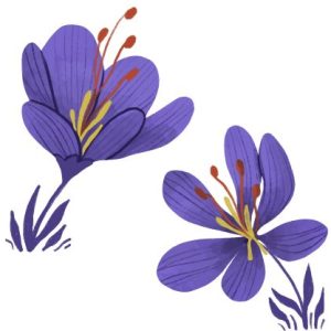 Photo de Profil de Xequeo